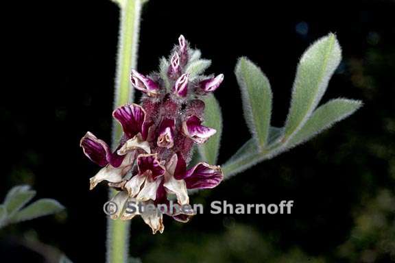 hosackia crassifolia var otayensis 1 graphic